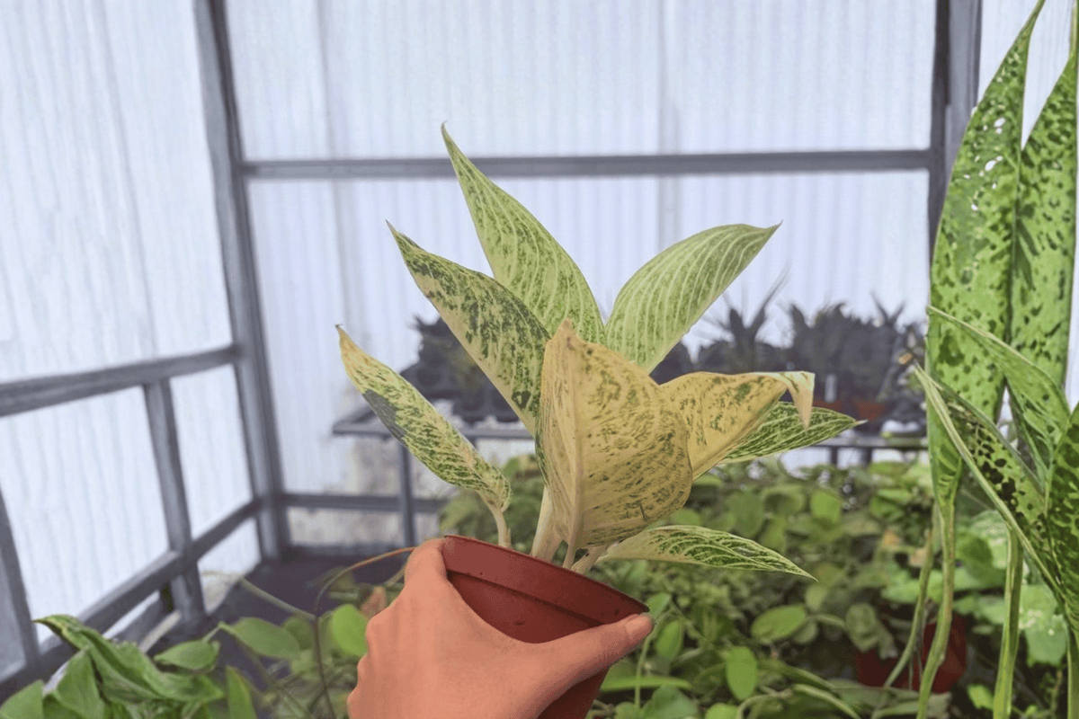 Aglaonema White Legacy - 2 Bare-Root 4-Inch Live Plants