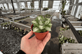 Variegated Agave Live Plants - 2 (4-Inch Pots) - Succulent