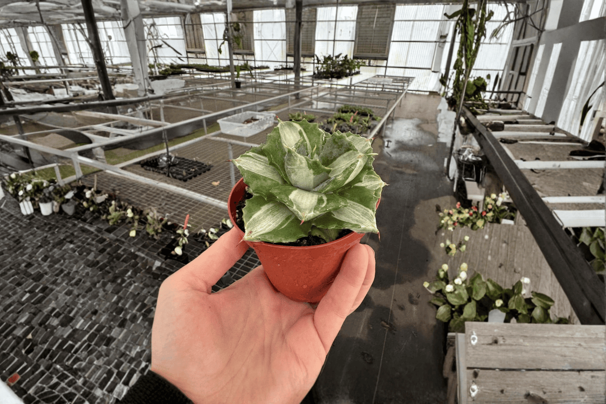 Variegated Agave Live Plants - 2 (4-Inch Pots) - Succulent