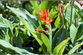 Baby Canna Lily Starter Plants – 6 Live Canna Lily Starter Plants in Premium Soil