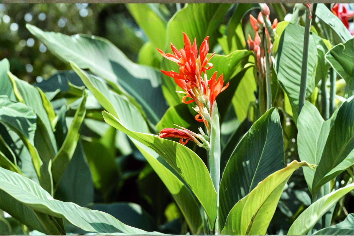 Baby Canna Lily Starter Plants – 6 Live Canna Lily Starter Plants in Premium Soil