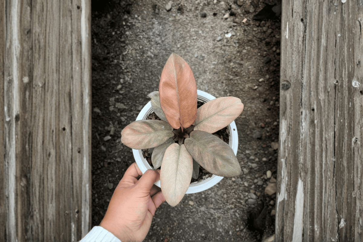 Philodendron Black Cardinal Mint Variegated Tissue Culture Bare Root — 2 Live Plants