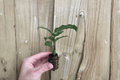 Calathea Freddie (Goeppertia concinna ‘Freddie’) Live Starter Plants — 2-Pack, 2-Inch Pots (Bare Root)