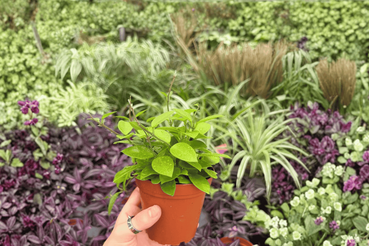 Hoya Chouke (2 Live Plants) 4-Inch Pots – Exact Plants