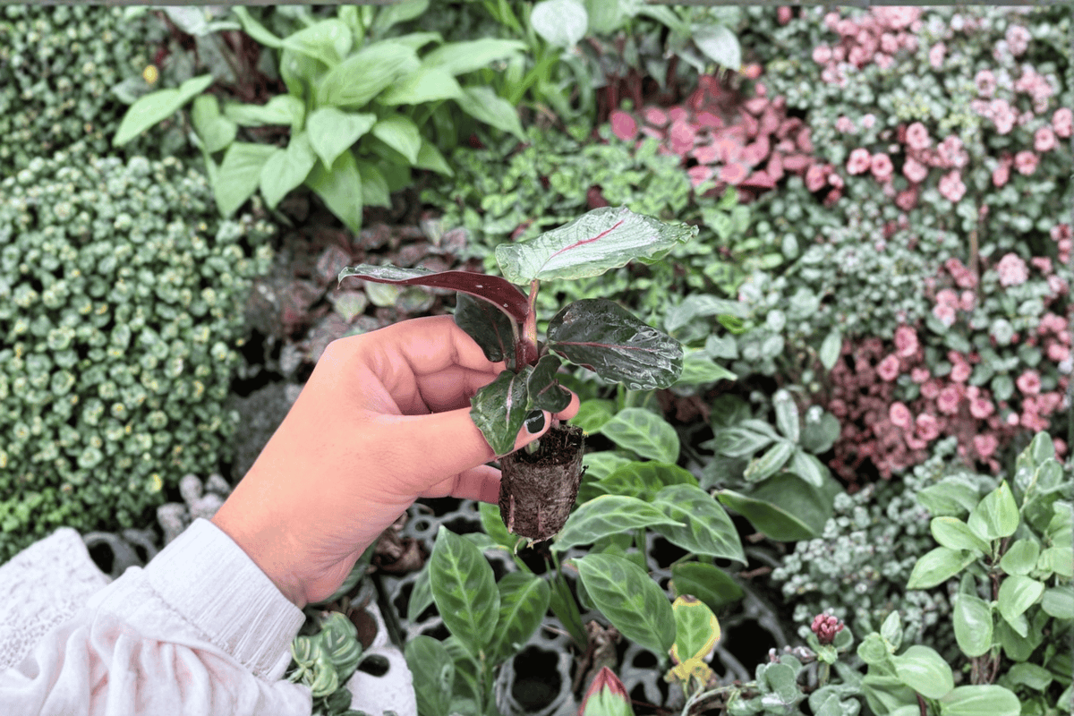 Calathea 'Northern Lights' Starter Plants — 2 Live Bare Root Shoots