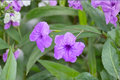 Mexican Petunia Ruellia simplex - 6 Rooted Starter Plants (3 Purple & 3 Pink)