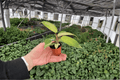 Philodendron Snowdrift Starter Plants (2) | 2-Inch Pots