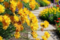 Early Sunrise Coreopsis 3-Plant Starter Set in 1 Quart Pots | Tickseed, Golden Yellow