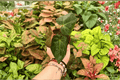 Anthurium FS x Blue Papi - 2 Exact Live Plants in 4-Inch Pot