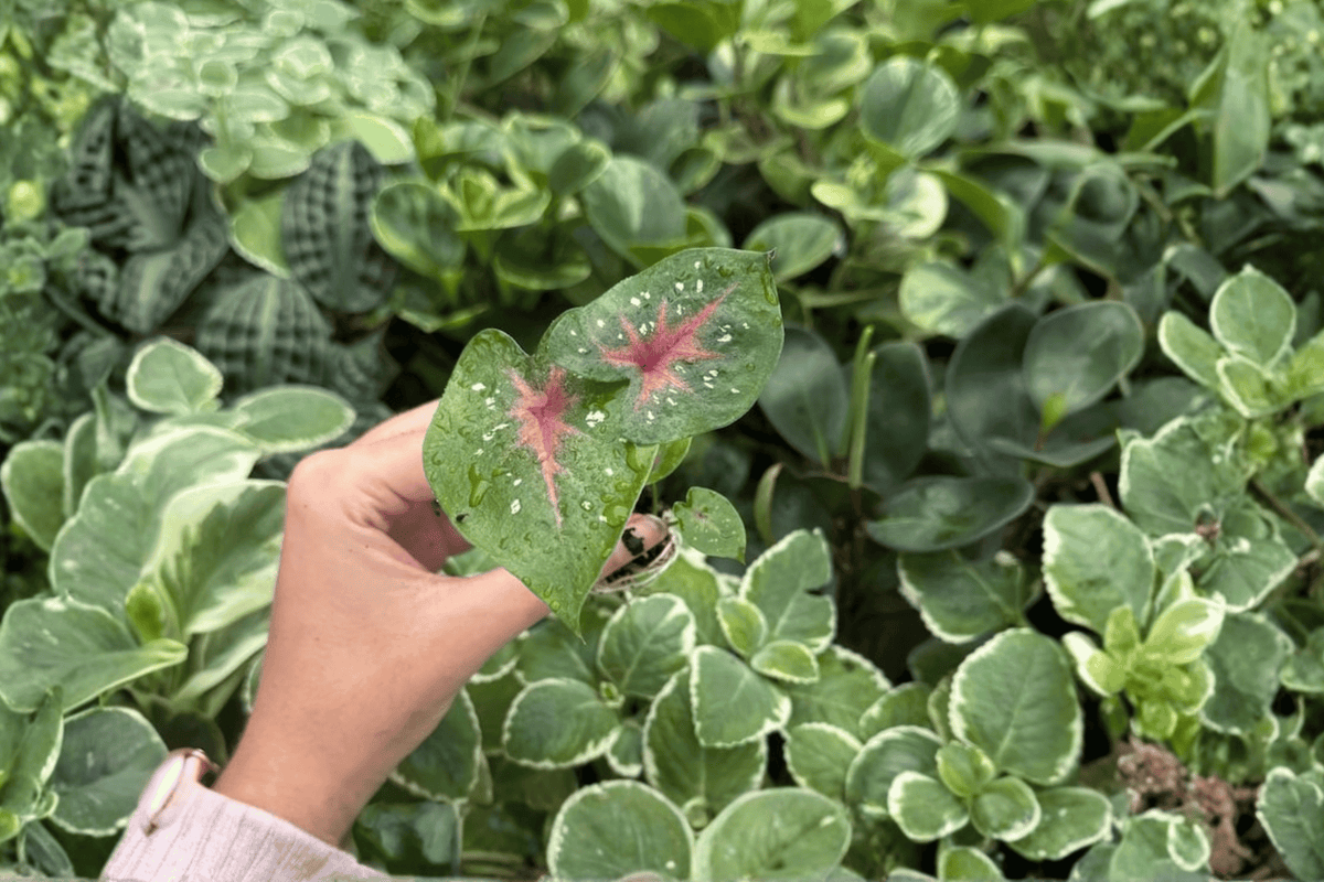 Caladium Bicolor Camilla Starter Plants (2) | Bare Root, 2-Inch Pots