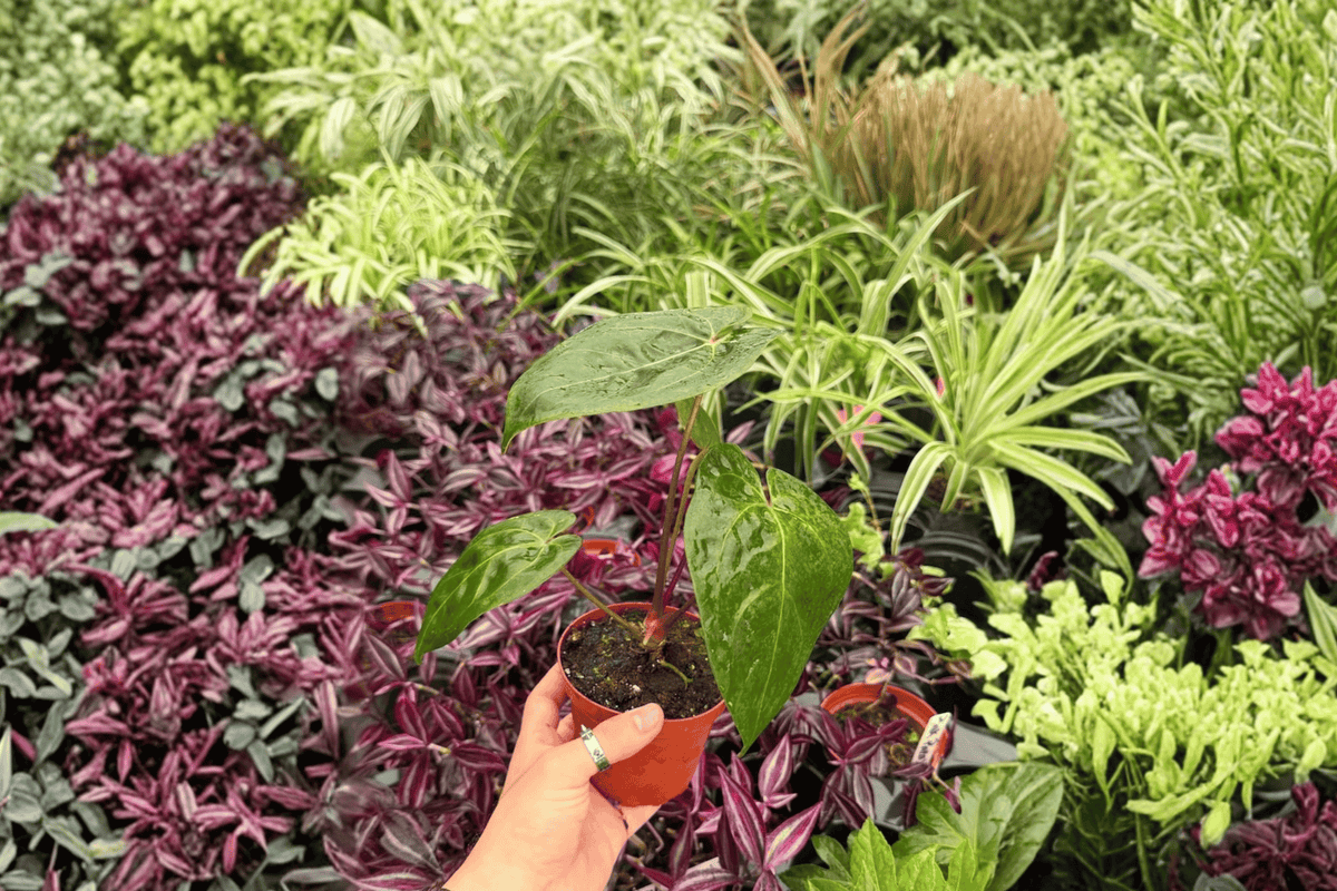 Anthurium Dark Phoenix x Papillilaminum – 2 Live 4" Pots (Exact Plants)