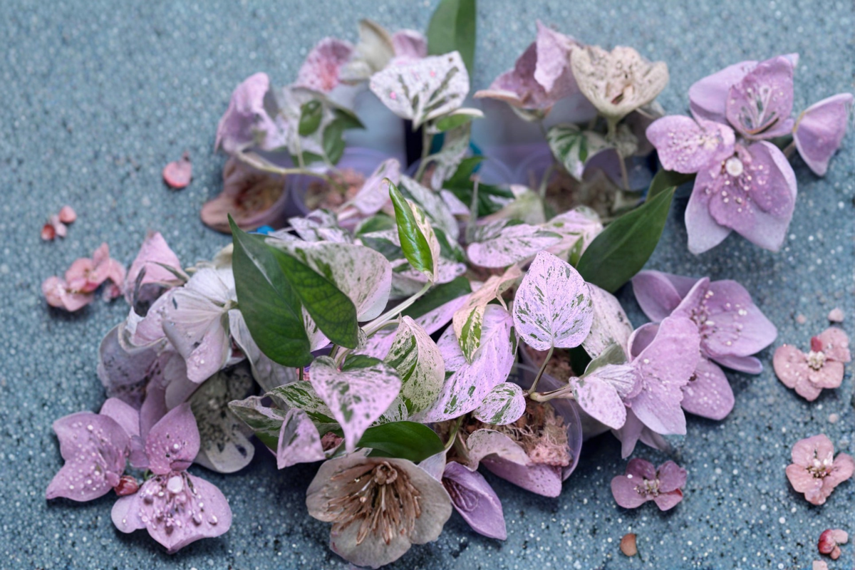 Epipremnum Pinnatum Marble Starter Plant | Variegated Marble Pothos