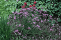 Lollipop Dwarf Vervain Live Plant (Verbena bonariensis 'Lollipop') - 4-Inch Pot