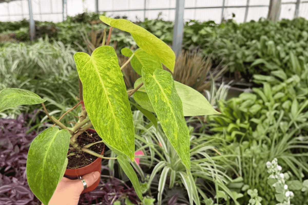 Philodendron Painted Lady - 2 Exact Plants in 4-Inch Pots