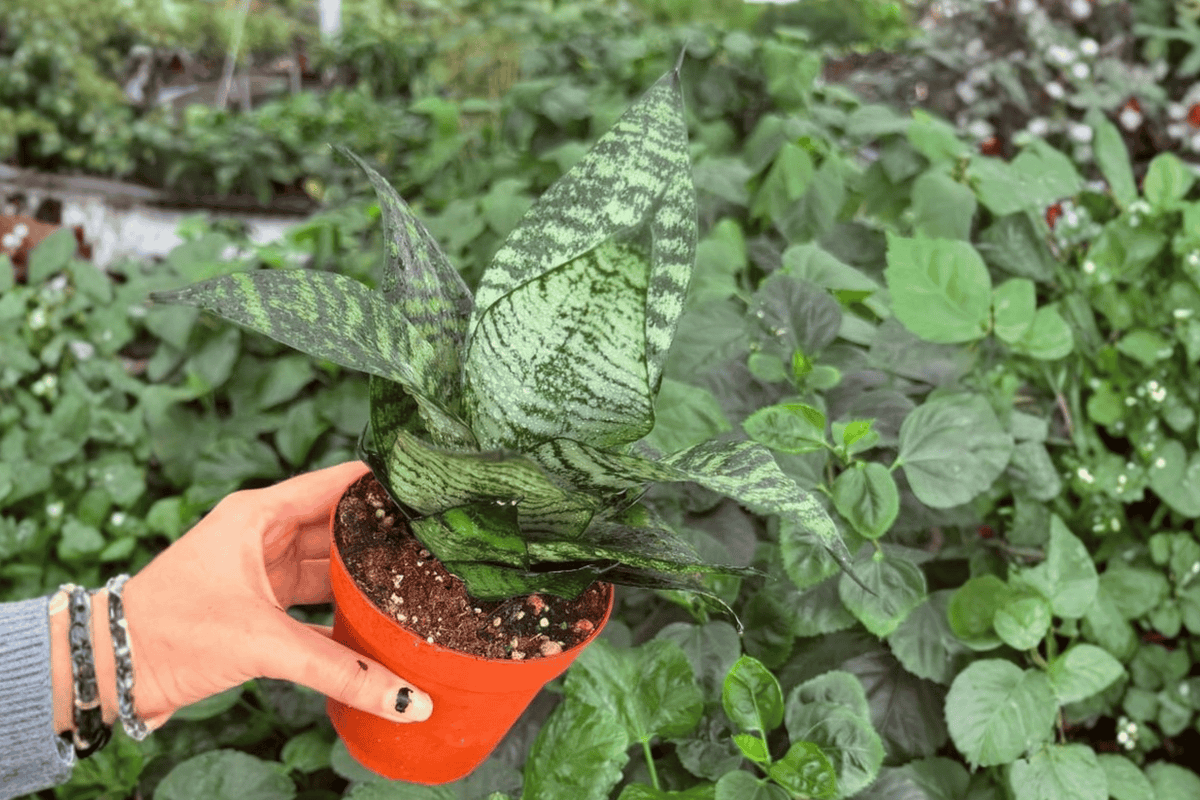 Green Snake Plant (Dracaena trifasciata) - 2 Live Plants in 4-Inch Pots