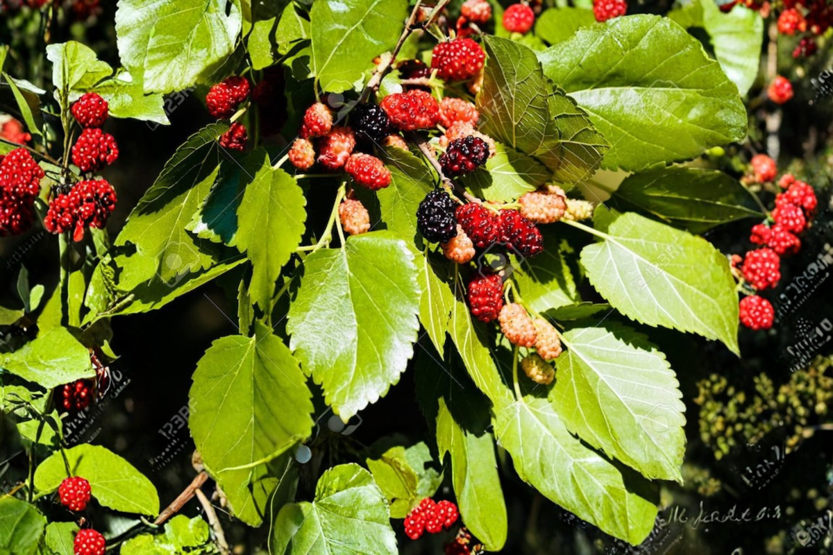 Early Bird Mulberry Tree Live Plant - Fruiting Morus spp. 'Early Bird' (Rooted Cuttings) for Backyard Orchard