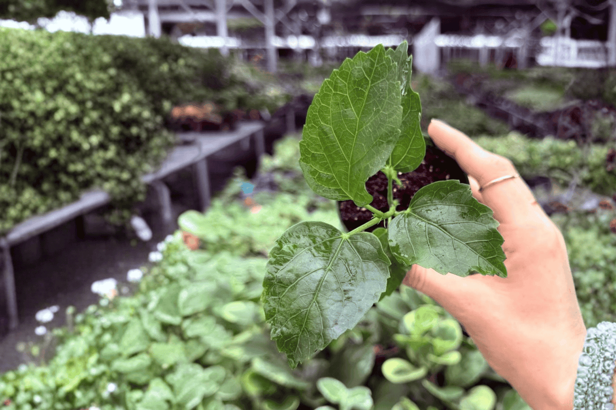 Jennie Lynn Hibiscus Starter Plants - 2 Live Plants in 2-Inch Pots