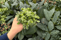 Variegated Bear Paw Cotyledon tomentosa - 2 Live Plants in 4" Pots
