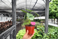 Alocasia 'Silver Dragon' Live Plant Pair - 4-Inch Pots
