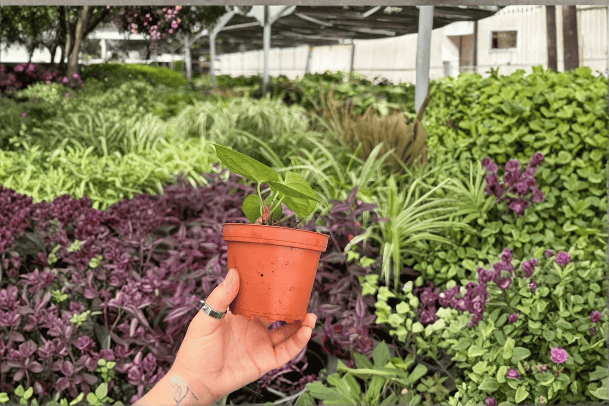 Anthurium AOS x Silver — 2 Exact Live Plants in 4-Inch Pots (Hybrid AOS x Silver)