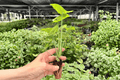 Syngonium Bright Allusion Starter Plants (2) in Plugs | Syngonium podophyllum