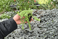 Tiny Tears Pilea depressa Starter Plants - 2 Live Starter Plants, Bare Root