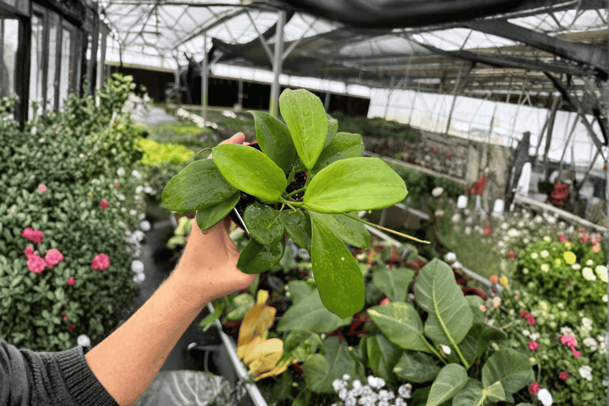Hoya quinquenervia - 2 Live Plants, 4-Inch Bare Root (Bare Root, 4" Pot Size)