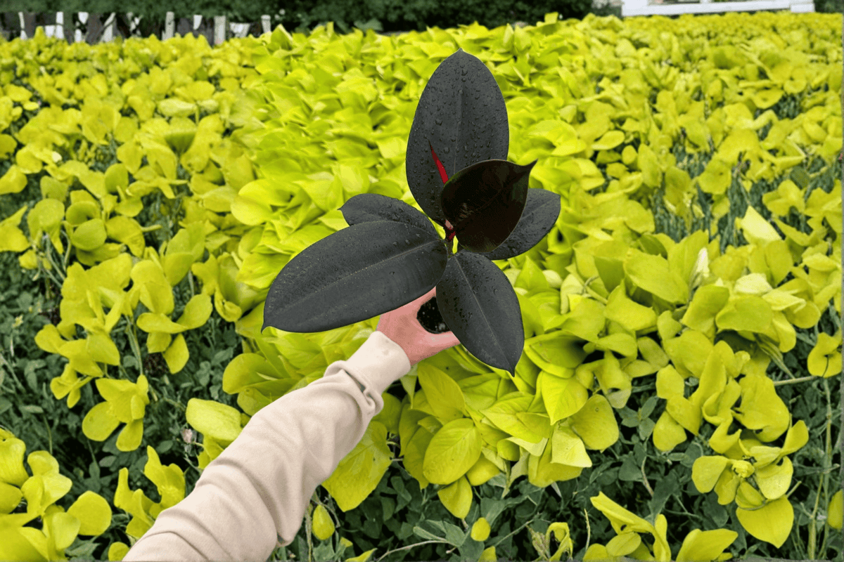 Ficus elastica 'Black Prince' Live Plants - 2 in 4-Inch Pots