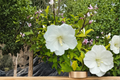 Diana Rose of Sharon Hibiscus syriacus ‘Diana’ – 2-Gallon Live Plant, White Flowers