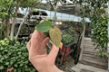 Anthurium Guna Yala × Black Velvet Eastern Panama Starter Plants — 2 Bare Root