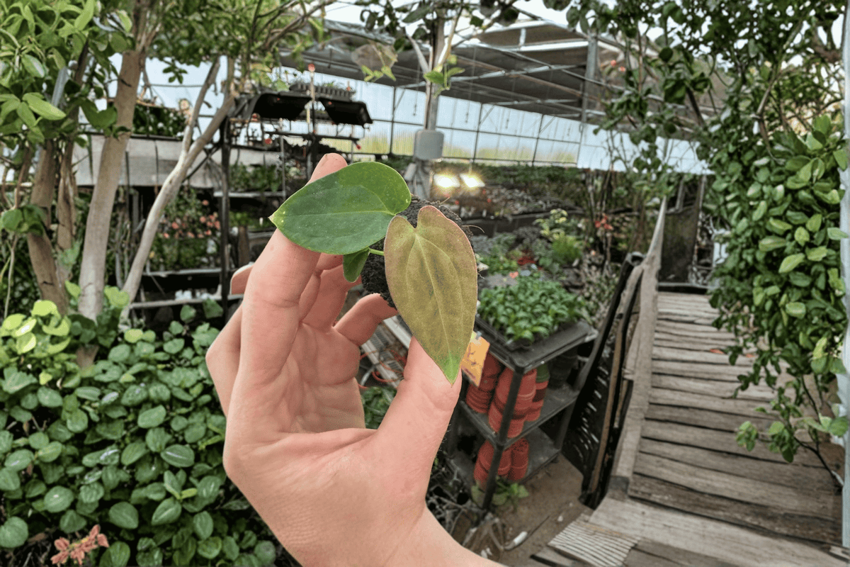 Anthurium Guna Yala × Black Velvet Eastern Panama Starter Plants — 2 Bare Root