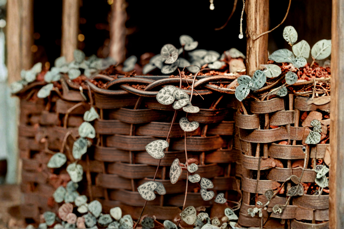 String of Hearts Ceropegia woodii Live Plant - 4-Inch Pot