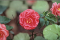 Japanese Camellia Lady Laura Red - 1 Gallon Live Plant (Camellia japonica) Evergreen Red Blooms