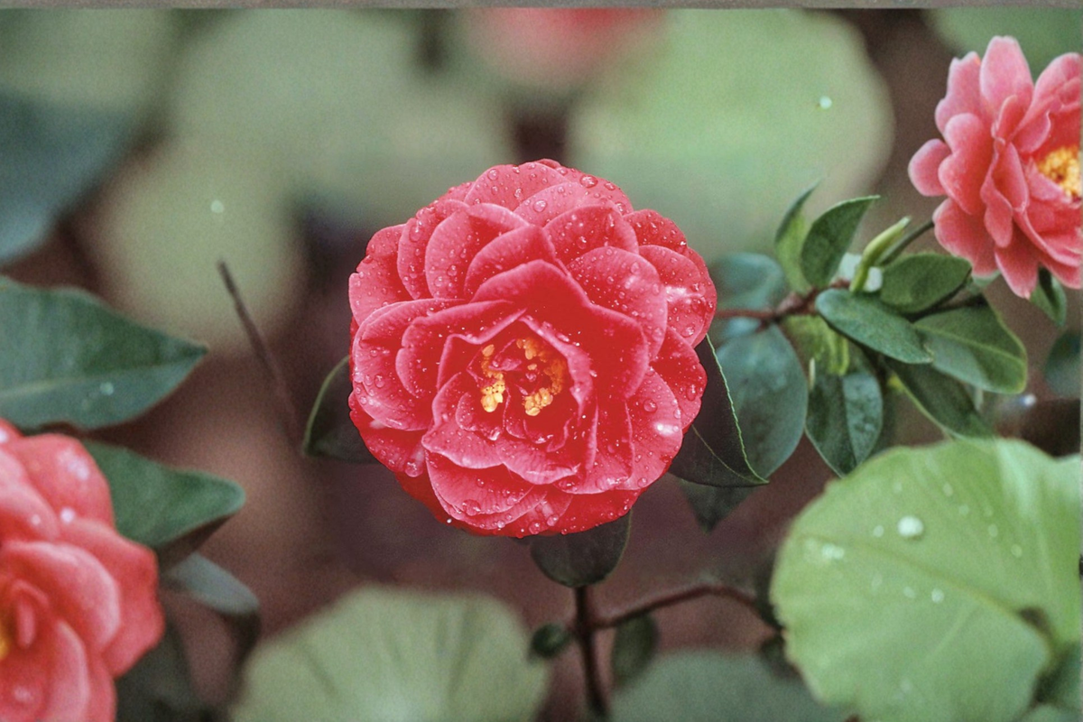 Japanese Camellia Lady Laura Red - 1 Gallon Live Plant (Camellia japonica) Evergreen Red Blooms