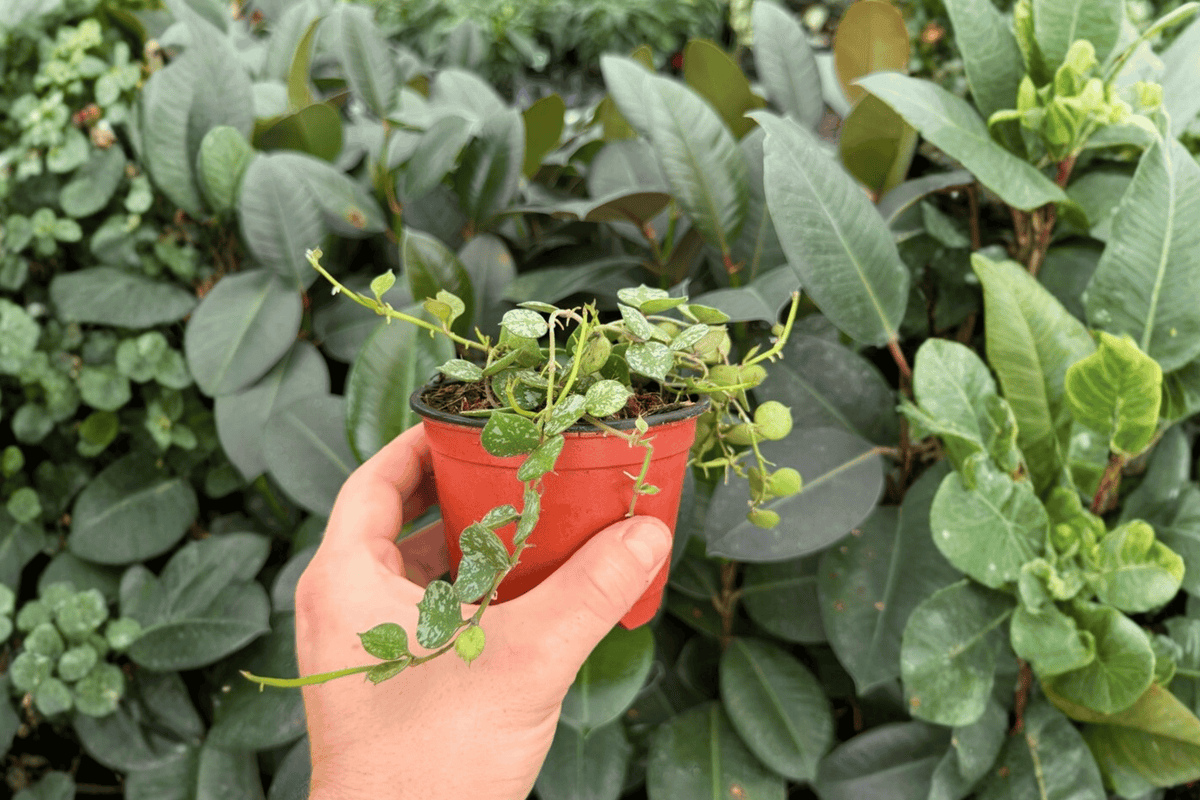 Hoya curtisii - 2 Exact Live Plants in 4-Inch Pots