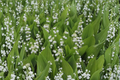 Lily of the Valley Convallaria majalis Bare Root Plants – 20 White, Fragrant Ground Cover