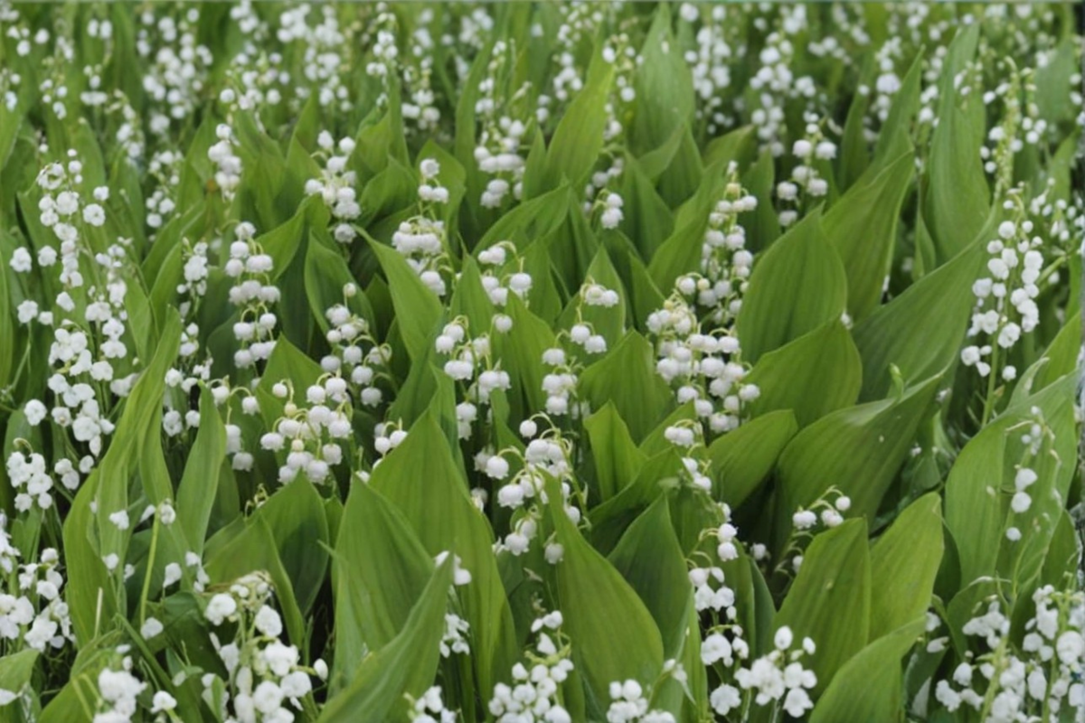 Lily of the Valley Convallaria majalis Bare Root Plants – 20 White, Fragrant Ground Cover