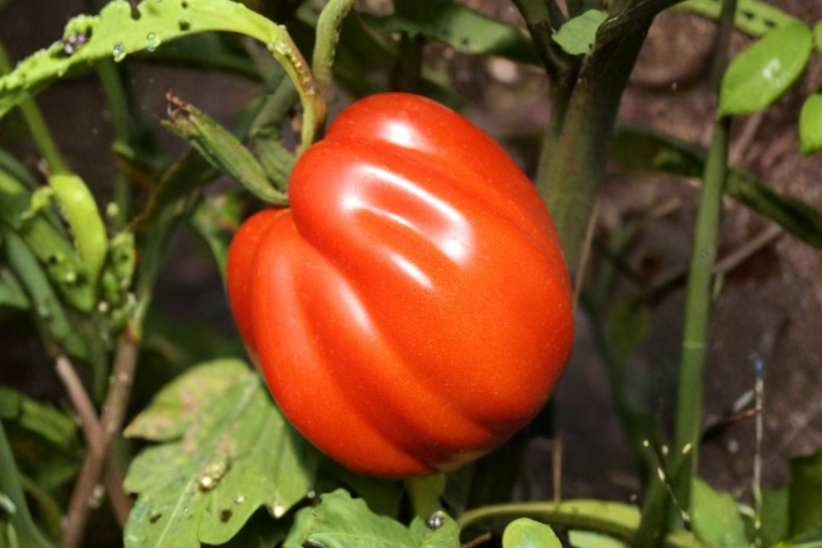 Goldman’s Italian American Tomato Seeds - Rare Beefsteak Heirloom, 20 Seeds