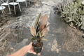 Ficus Burgundy Live Plants - 2 Pack in 4-Inch Pots | Ficus elastica 'Burgundy'