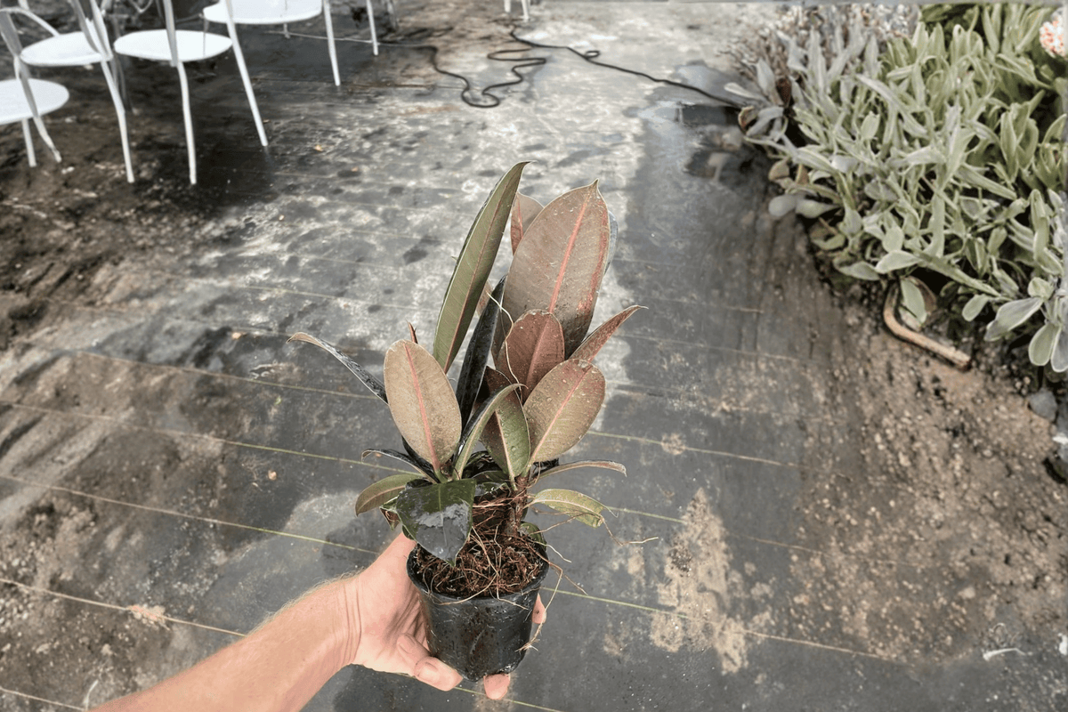 Ficus Burgundy Live Plants - 2 Pack in 4-Inch Pots | Ficus elastica 'Burgundy'