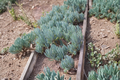 Blue Chalk Sticks Succulent Cutting (Curio serpens) – 4" Unrooted Cutting