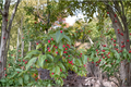 Female Longstalk Holly (Ilex pedunculosa) 2 Gallon Live Plant