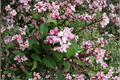 Nikko Blush Deutzia Live Plant - 1 Gallon Pot, ~12" Tall, Pink & White Blooms