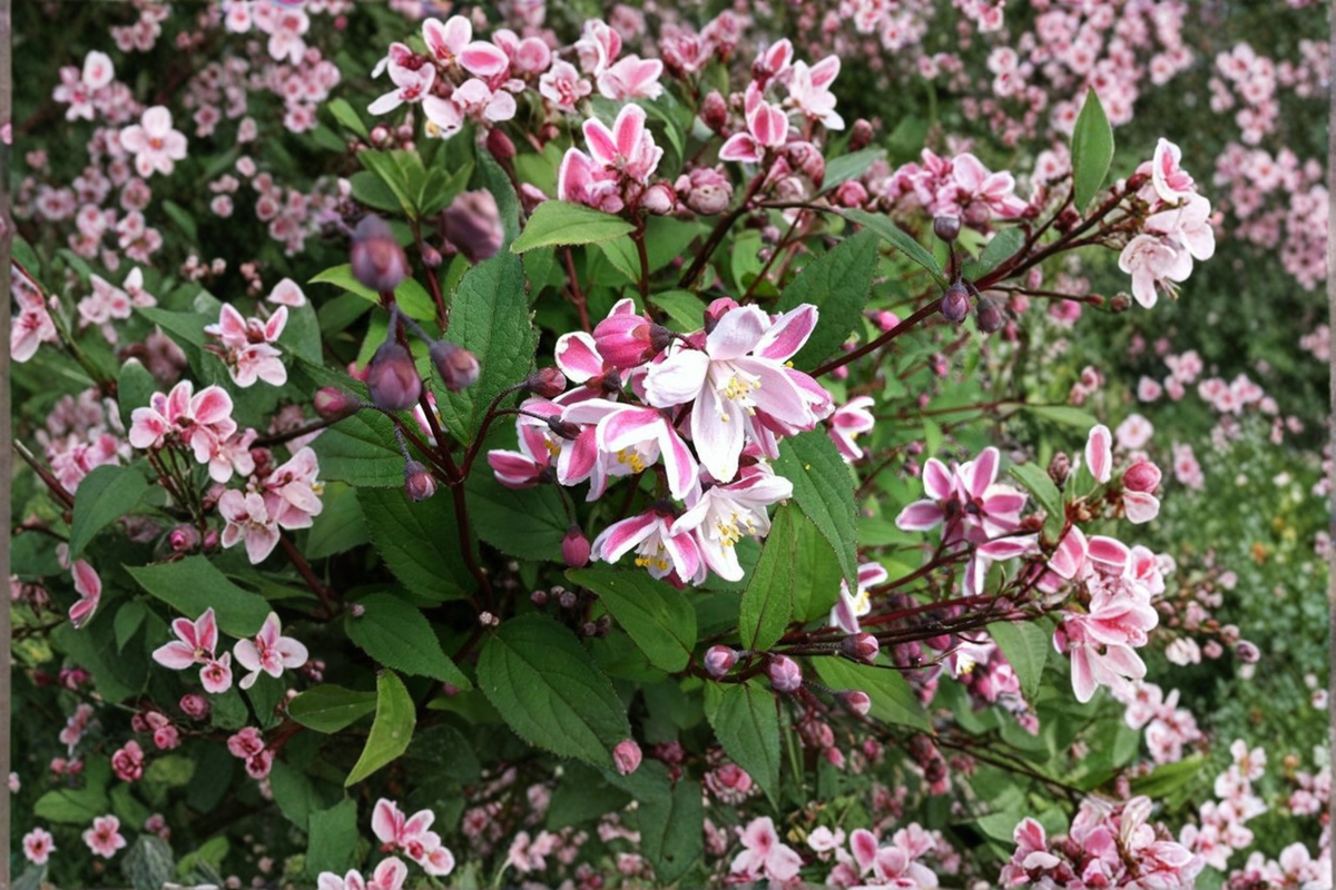 Nikko Blush Deutzia Live Plant - 1 Gallon Pot, ~12" Tall, Pink & White Blooms