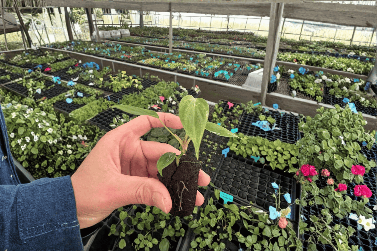 Philodendron nangaritense Starter Plants (2) Bare Root