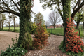 Norway Spruce Rubra Spicata | 12" Live Picea abies in 1 Gal Pot