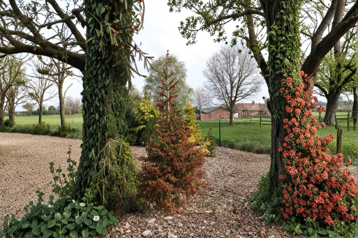 Norway Spruce Rubra Spicata | 12" Live Picea abies in 1 Gal Pot
