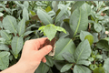 Alocasia Shattered Glass Starter Plants – 2 Live Plants, Not Fully Rooted
