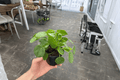 2 Live Pilea peperomioides Chinese Money Plant in 4-Inch Pots