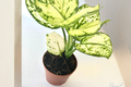 Super White Aglaonema (White Chinese Evergreen) - 2-Inch Rooted Starter Plant